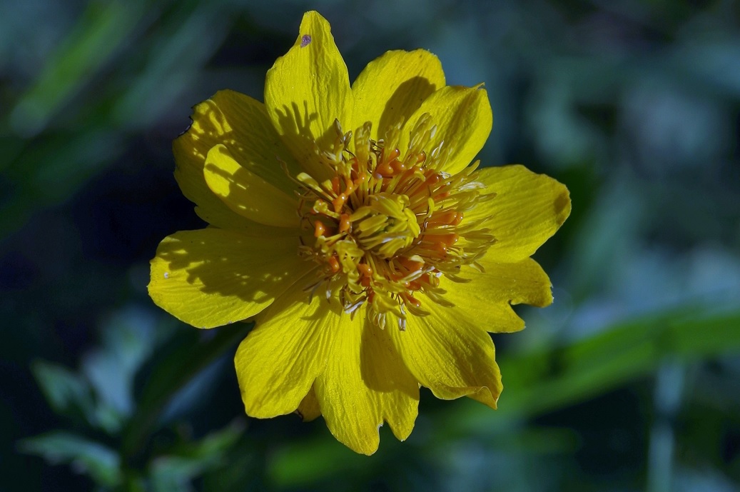 Изображение особи Trollius dschungaricus.