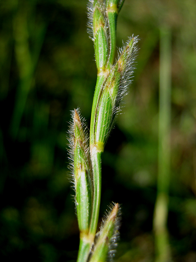 Изображение особи Elytrigia trichophora.