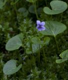 Viola palustris