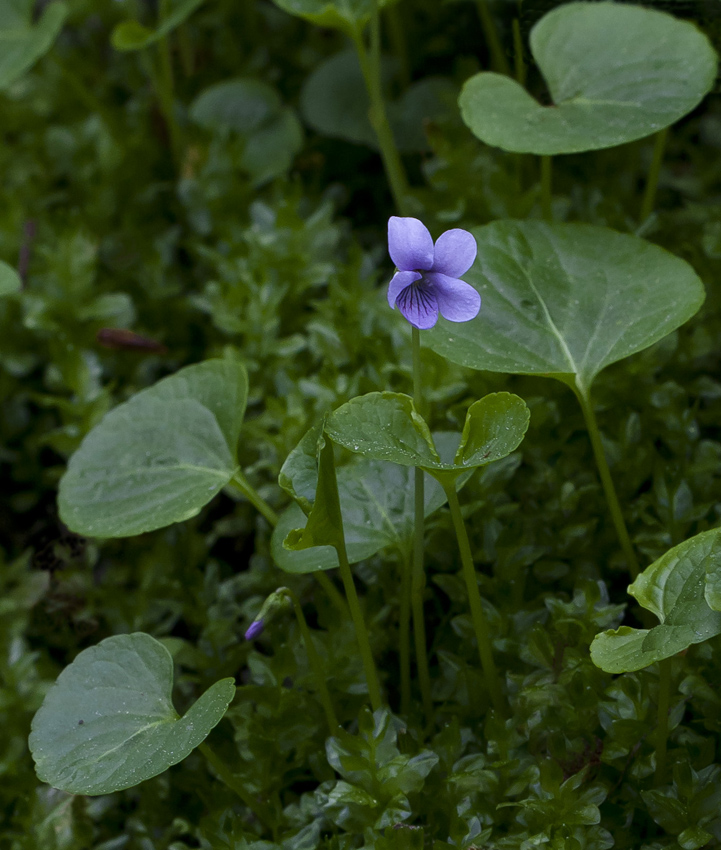 Изображение особи Viola palustris.