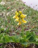 Astragalus umbellatus