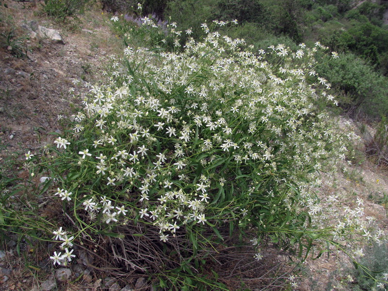 Изображение особи Clematis songorica.