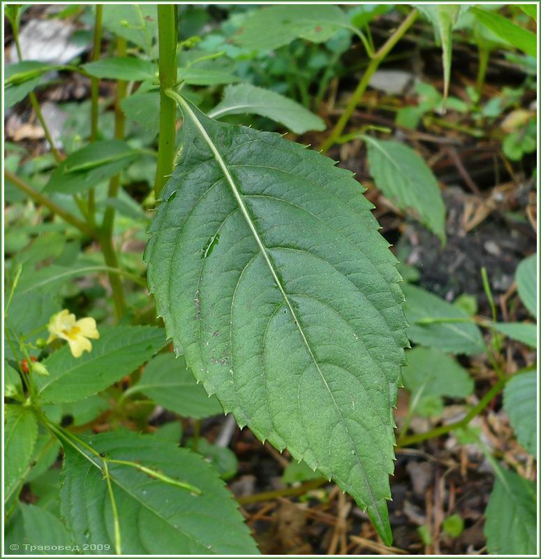 Изображение особи Impatiens parviflora.