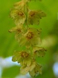 Acer tegmentosum