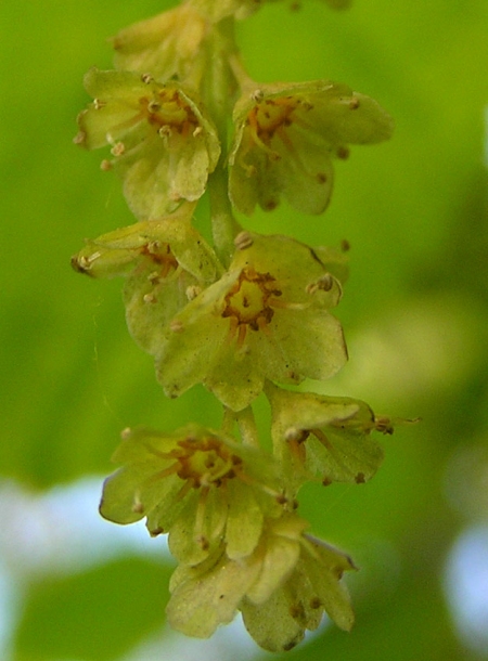 Image of Acer tegmentosum specimen.