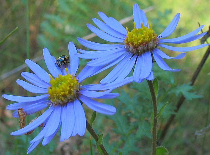 Image of Aster amellus specimen.