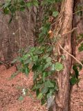 Hedera pastuchovii