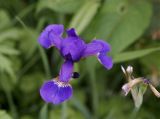 Iris setosa