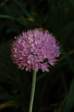 Allium lusitanicum