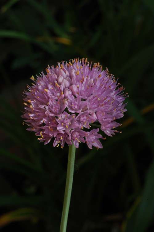 Изображение особи Allium lusitanicum.
