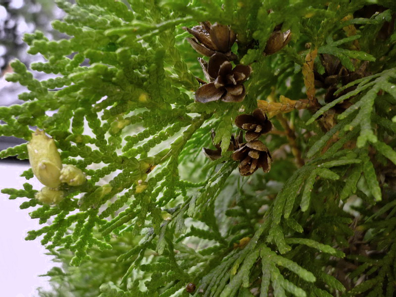 Изображение особи Thuja occidentalis.