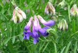 Vicia multicaulis