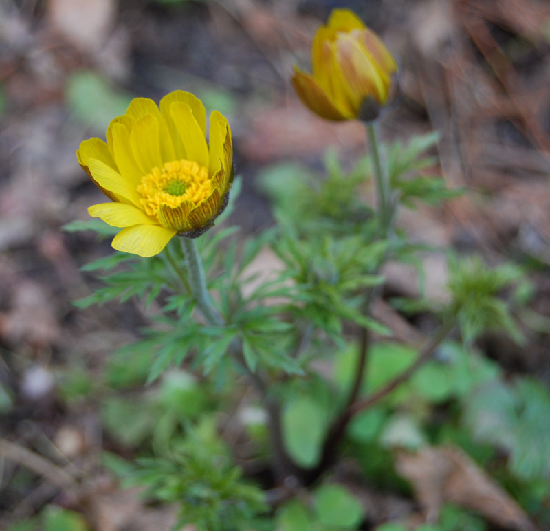 Image of Adonis villosa specimen.
