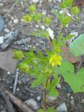 Potentilla norvegica. Цветущее растение. Архангельская обл., Вельский р-н, пос. Усть-Шоноша. Июль 2008 г.