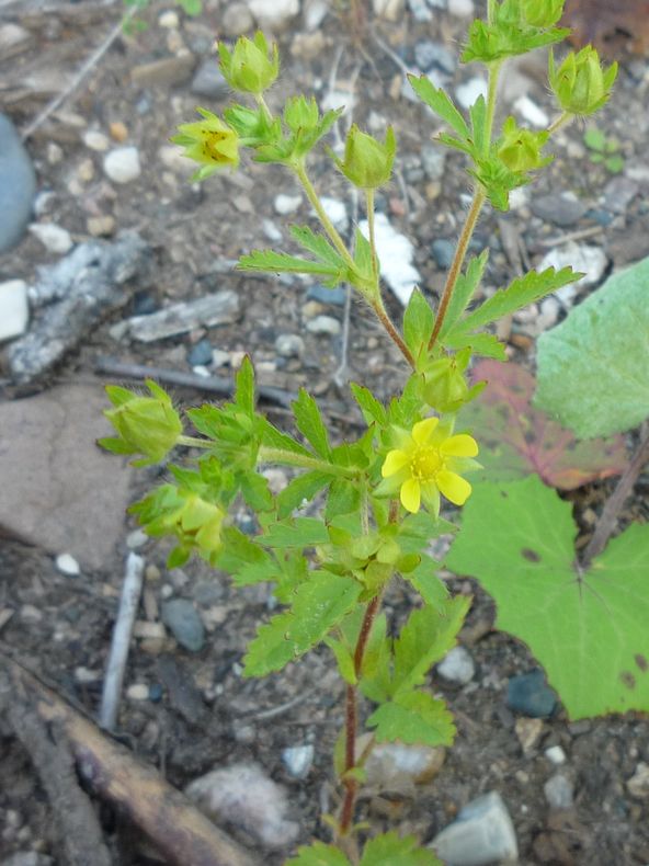 Изображение особи Potentilla norvegica.