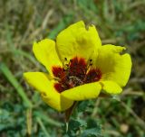 Image of taxon representative. Author is Лина Вальдшмит