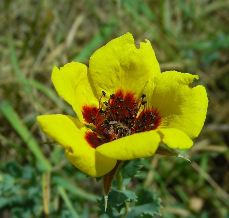 Image of Rosa persica specimen.