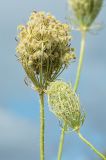 Daucus carota