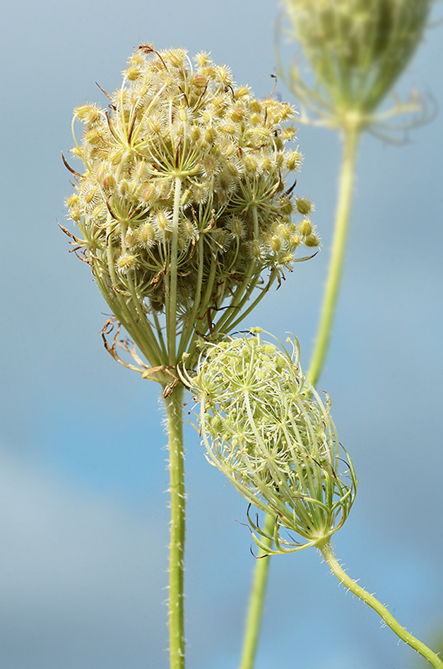 Изображение особи Daucus carota.