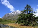 Larix sibirica