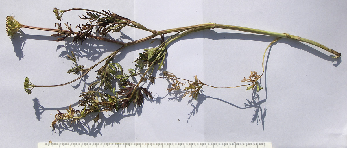 Image of Peucedanum pschawicum specimen.