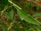 Chenopodium strictum