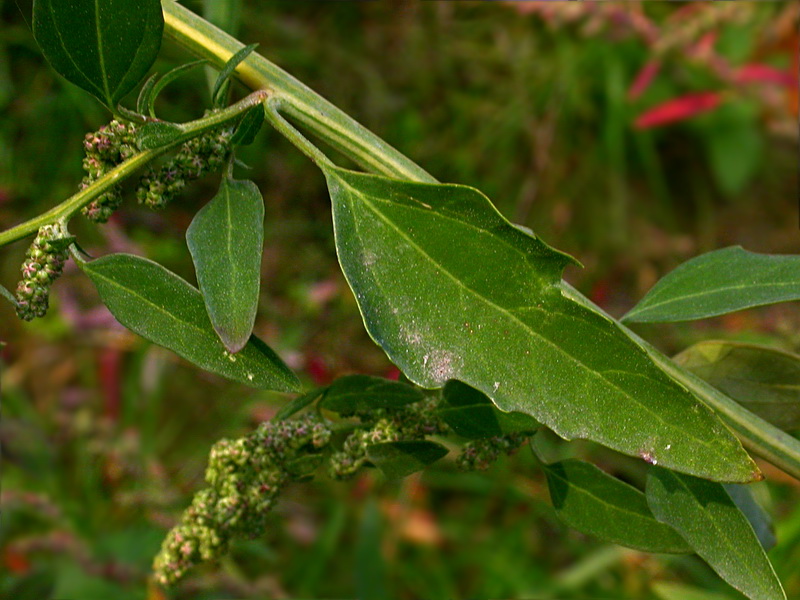 Изображение особи Chenopodium strictum.