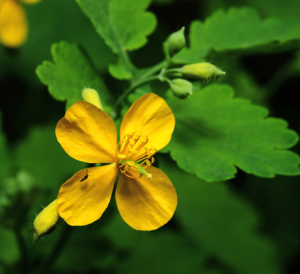Image of Chelidonium majus specimen.
