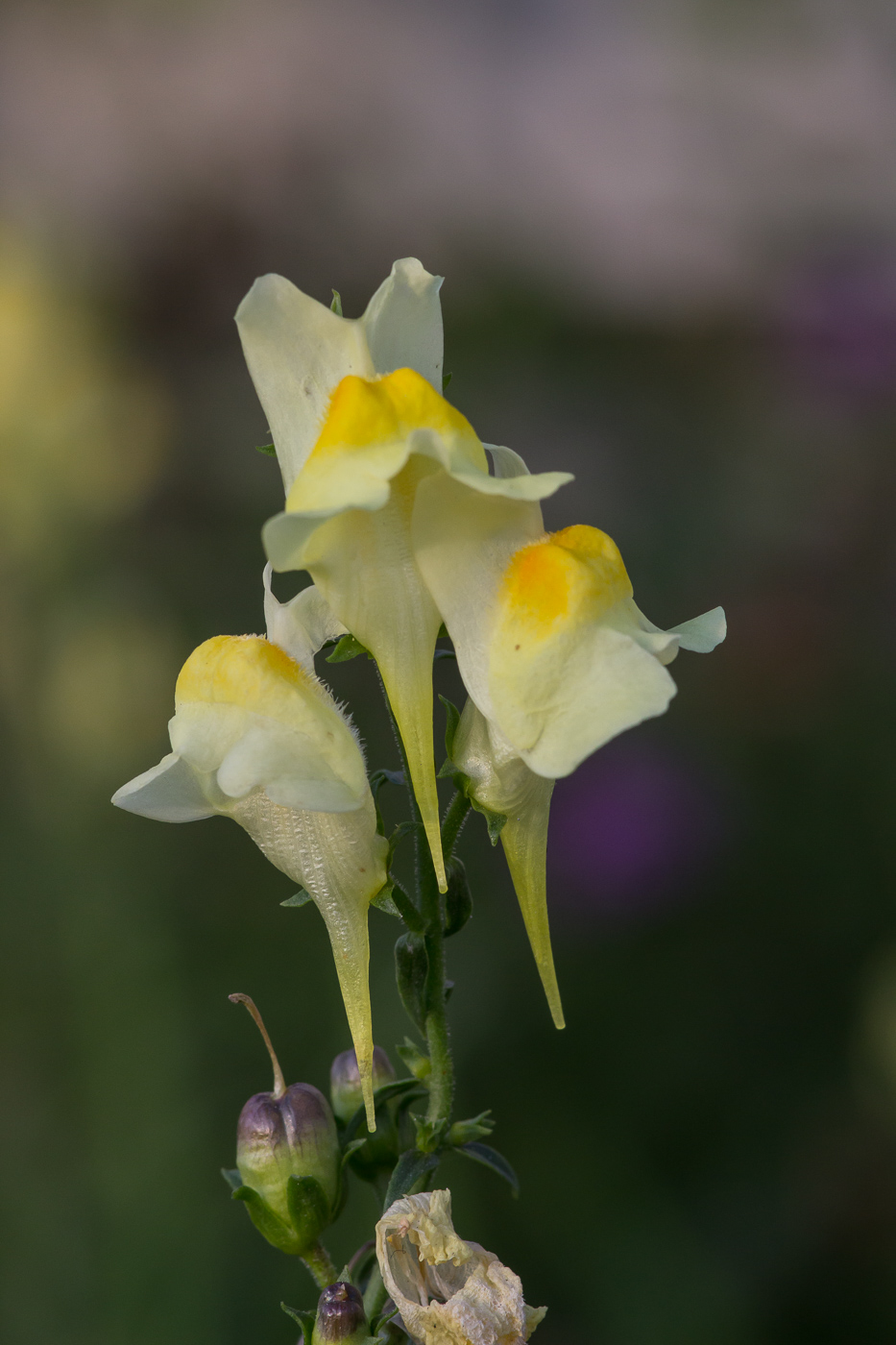 Image of Linaria vulgaris specimen.