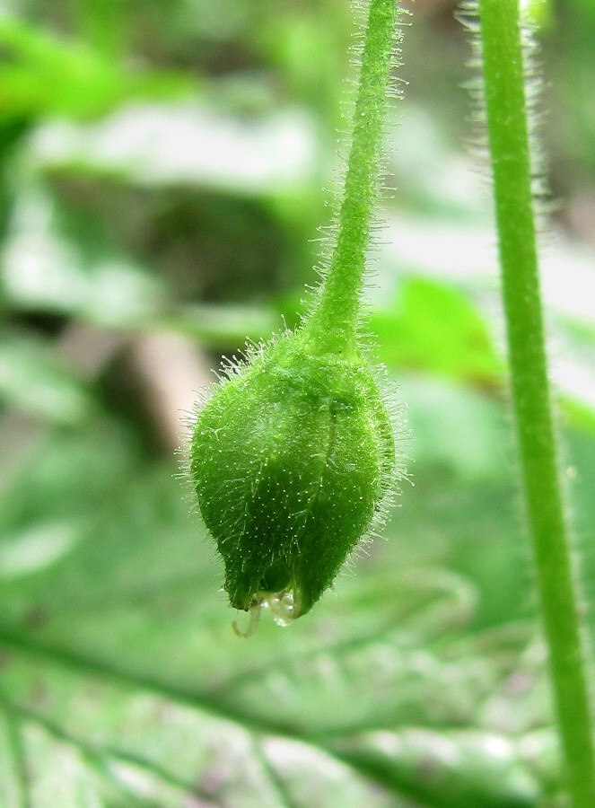Image of Stellaria nemorum specimen.