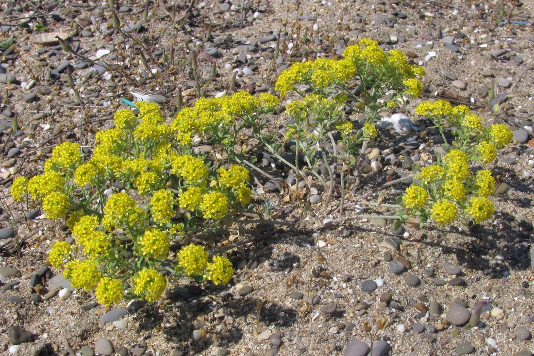 Image of Odontarrhena borzaeana specimen.