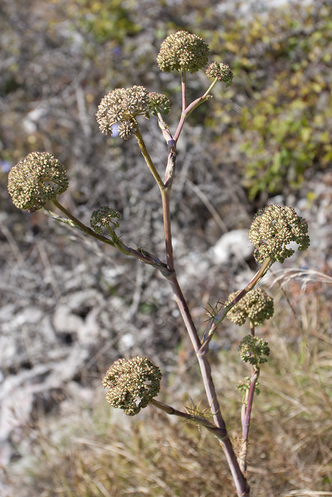 Image of Seseli globiferum specimen.