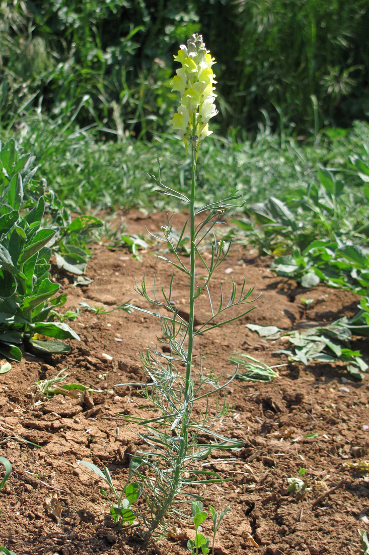 Image of Linaria macroura specimen.