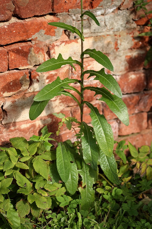Image of Sonchus arvensis specimen.