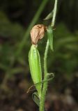 Cephalanthera rubra