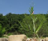 Vicia angustifolia. Верхушка цветущего и плодоносящего растения. Краснодарский край, Абинский р-н, окр. станицы Эриванская, галечный берег р. Абин. 06.06.2015.