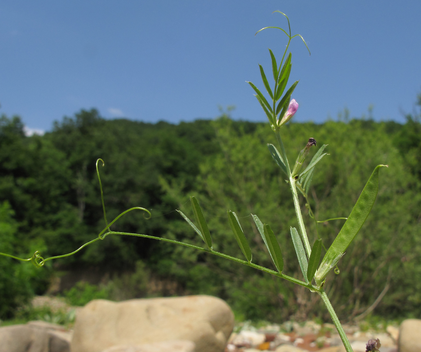 Image of Vicia angustifolia specimen.