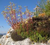 Saxifraga cartilaginea