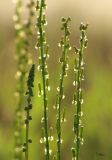 Triglochin palustris. Верхушки и фрагменты соцветий. Алтайский край, Благовещенский р-н; Центральная Кулунда, восточная часть котловины оз. Кучукское, устье р. Кучук; мокрый (гидроморфный) гигрогалофильноразнотравно-однолетнесолянковый лугово-болотный солончак на засолённом илисто-песчаном аллювии между рукавов дельты. 2 августа 2014 г.