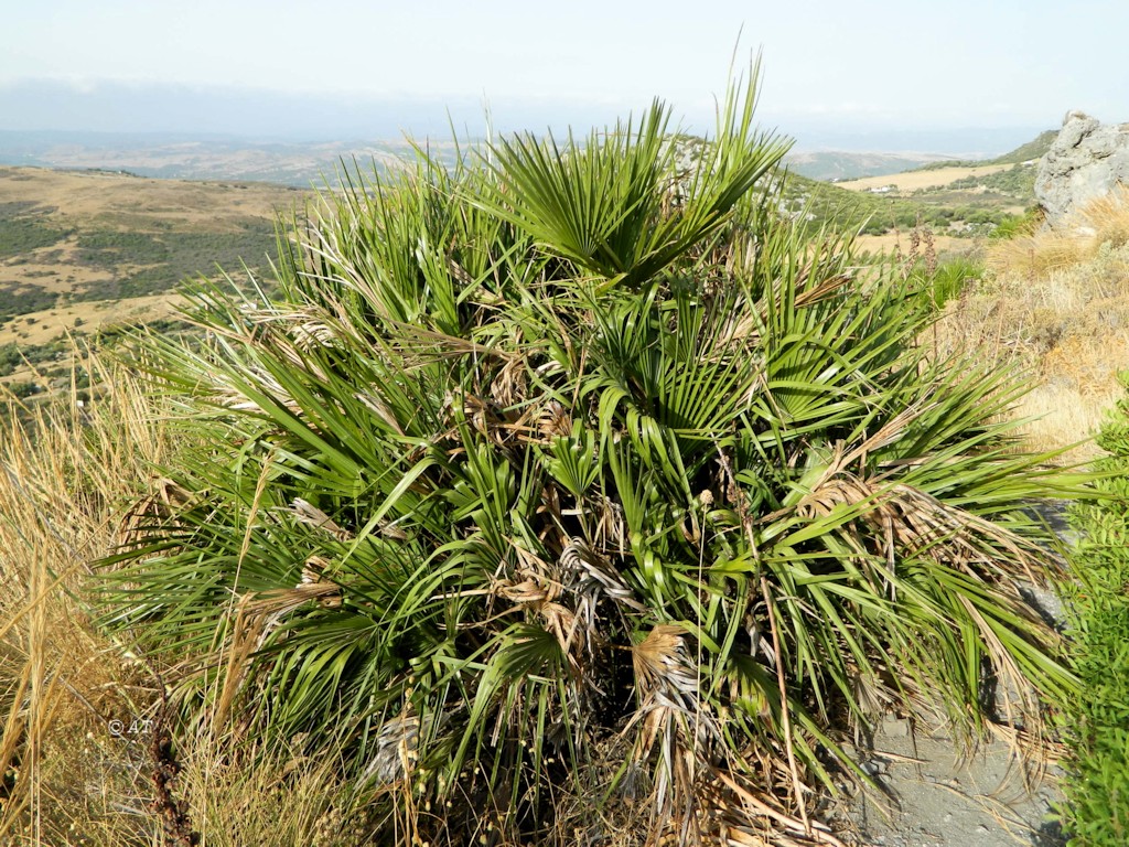 Image of Chamaerops humilis specimen.