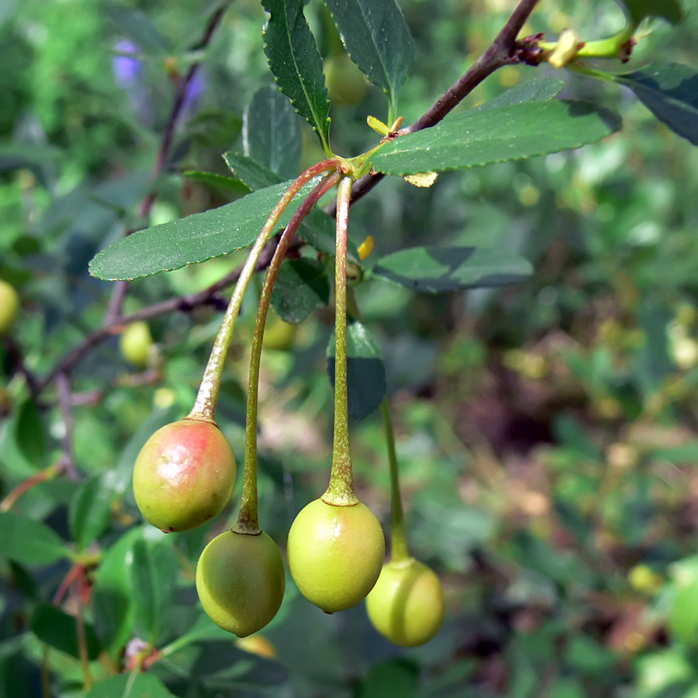 Image of Cerasus fruticosa specimen.