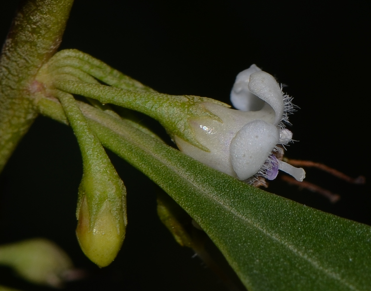 Изображение особи Myoporum boninense.