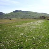 Bellis perennis