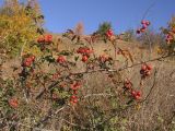 genus Rosa