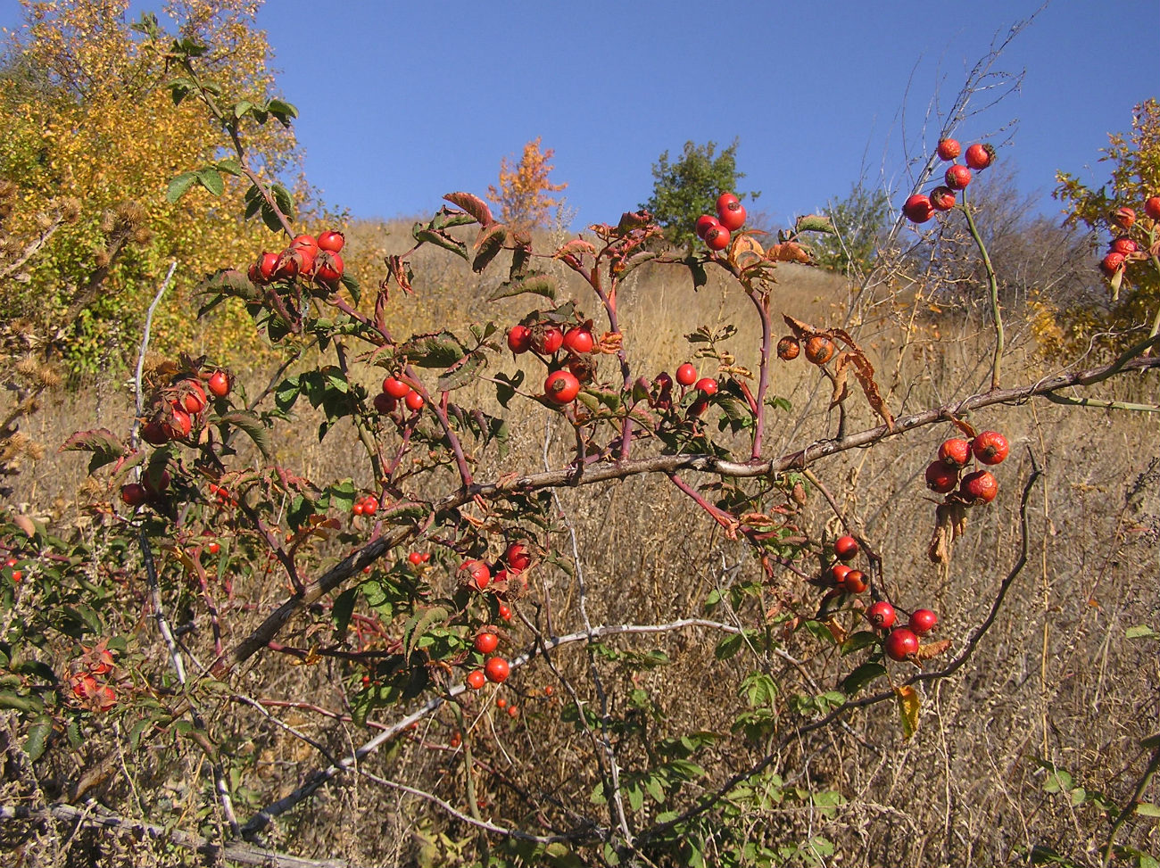 Image of genus Rosa specimen.