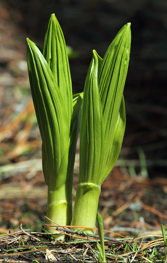 Изображение особи Veratrum lobelianum.