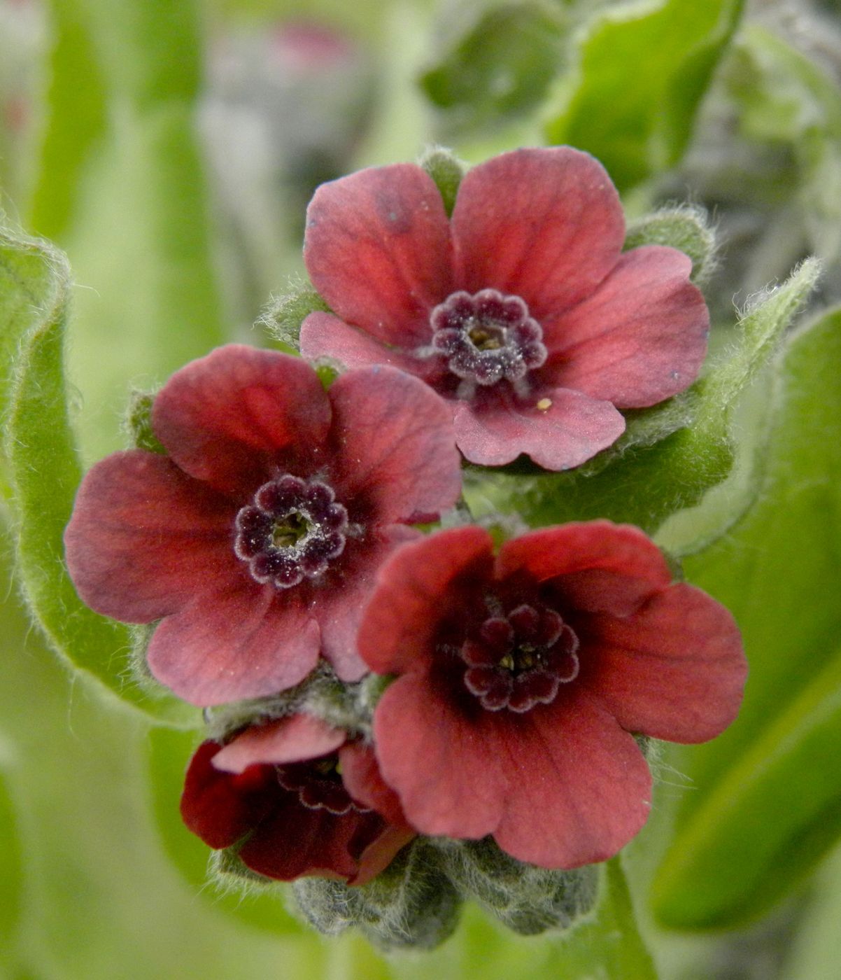 Image of Cynoglossum officinale specimen.