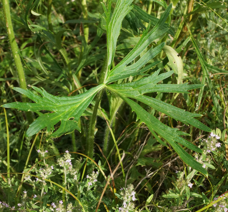 Image of Ranunculus polyanthemos specimen.