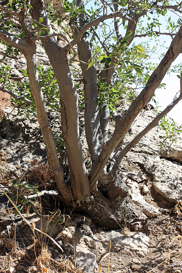 Image of Celtis caucasica specimen.