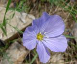 Linum komarovii. Цветок. Якутия (Саха), южные окр. г. Якутска, холмы. 11.06.2012.